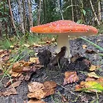 Сasa de vacaciones Dom W Jablonkach Wakacje, Kaszuby, Chmielno, Sznurki Gwiezdna 24 Chmielno