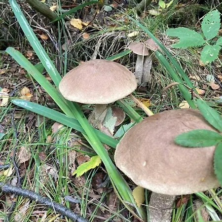 Dom W Jablonkach Wakacje, Kaszuby, Chmielno, Sznurki Gwiezdna 24 Tatil Evi *