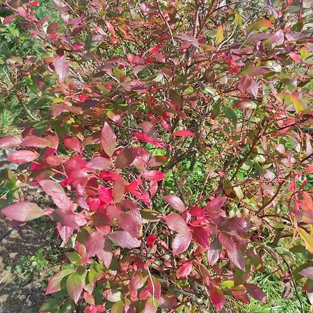 Dom W Jablonkach Wakacje, Kaszuby, Chmielno, Sznurki Gwiezdna 24