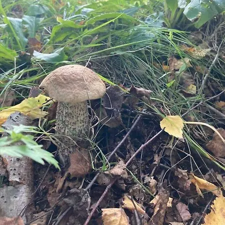 Dom W Jablonkach Wakacje, Kaszuby, Chmielno, Sznurki Gwiezdna 24 Tatil Evi *