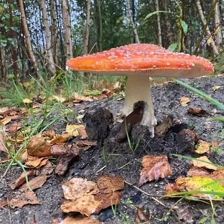 Dom wakacyjny Kaszuby Chmielno-sznurki Chmielno