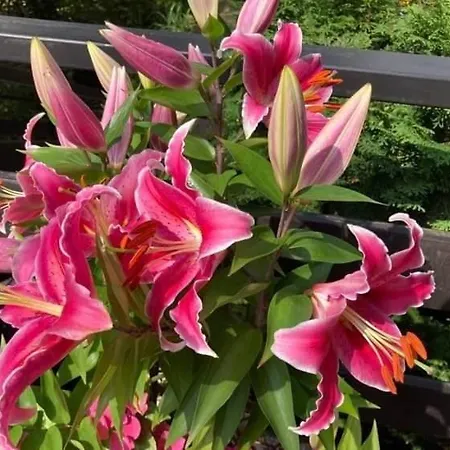 Tatil Evi Dom W Jablonkach Wakacje, Kaszuby, Chmielno, Sznurki Gwiezdna 24 *