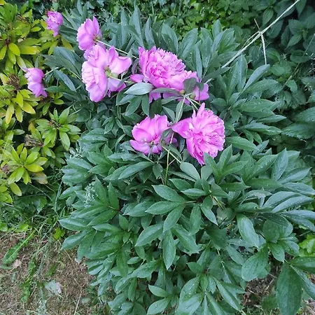 Dom W Jablonkach Wakacje, Kaszuby, Chmielno, Sznurki Gwiezdna 24 Casa vacanze Chmielno