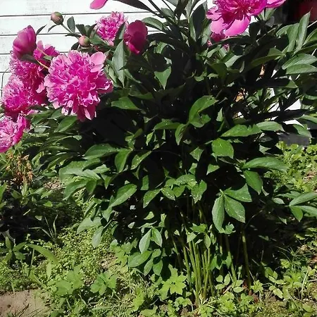 Dom W Jablonkach Wakacje, Kaszuby, Chmielno, Sznurki Gwiezdna 24 Casa vacanze Chmielno