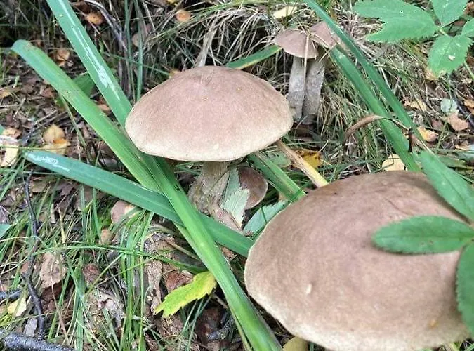 Dom W Jablonkach Wakacje, Kaszuby, Chmielno, Sznurki Gwiezdna 24 بيت للعطل *