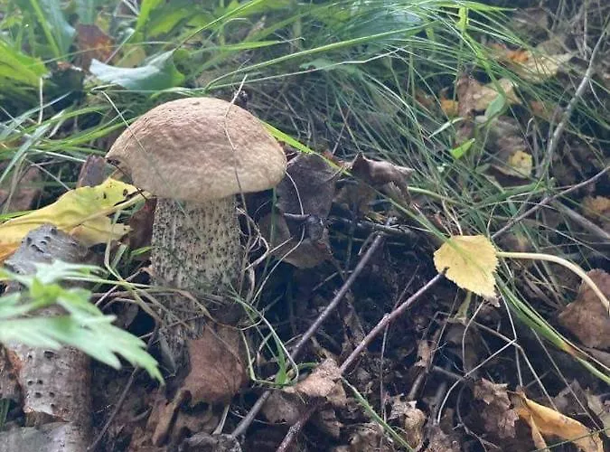 Dom W Jablonkach Wakacje, Kaszuby, Chmielno, Sznurki Gwiezdna 24 بيت للعطل *