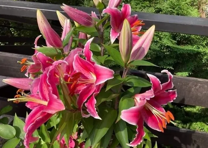 بيت للعطل Dom W Jablonkach Wakacje, Kaszuby, Chmielno, Sznurki Gwiezdna 24 *