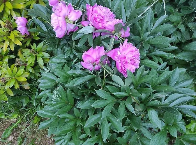 Dom W Jablonkach Wakacje, Kaszuby, Chmielno, Sznurki Gwiezdna 24 بيت للعطل تشميلنا