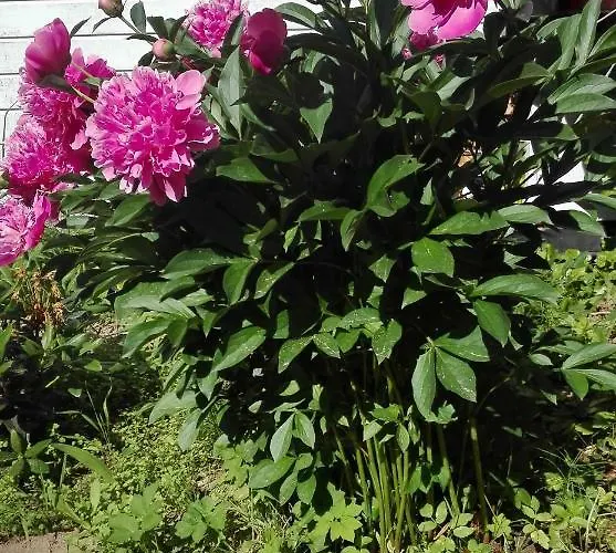 Dom W Jablonkach Wakacje, Kaszuby, Chmielno, Sznurki Gwiezdna 24 بيت للعطل تشميلنا